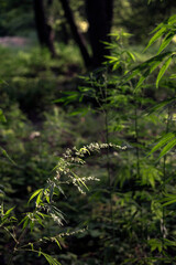 Flowering cannabis.The backlit,evening light hemp leaves.Light draws the texture of the sheet.Green leaves glow in the sun.The backlit, evening light hemp leaves.A green, large sheet of cannabis.
