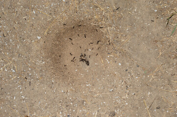 Ant hill. Macrophoto. Ant family Ant work. Ants at the entrance to the termite. The texture of sand, clay and small stones.
