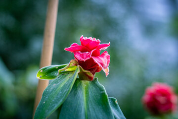 red flower in the garden