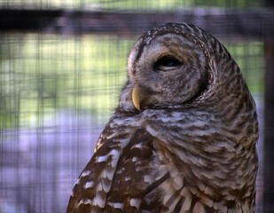 Close up of a great horned owl.