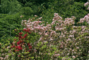Rhododendron Hybrid Cultivar (Rhododendron hybridum) in arboretum, Washington DC, USA