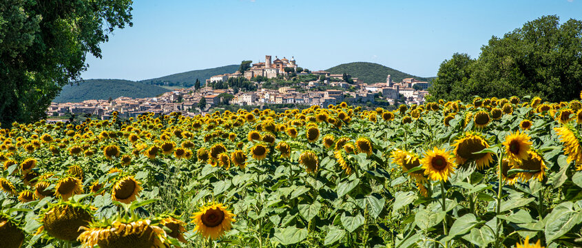 Panoramic view on sunflowers field with typical Italian country in the background. Amelia, Terni, Italy
