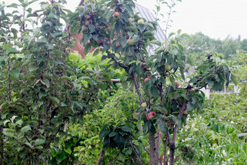 Fototapeta na wymiar ripe apples grow on a young apple tree