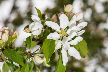 Flowers of Crabapple (Malus 'Spring Snow)