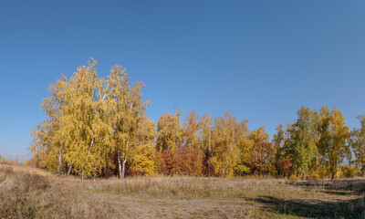 Golden fall. Silver Birch (Betula pendula) in deciduous forest in Central Russia
