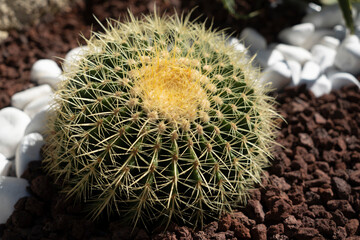 Cactus grow on pebble background. Succulent plant with thorny spines. Desert, park, garden. Decor, landscape design 
