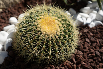 Cactus grow on pebble background. Succulent plant with thorny spines. Desert, park, garden. Decor,...