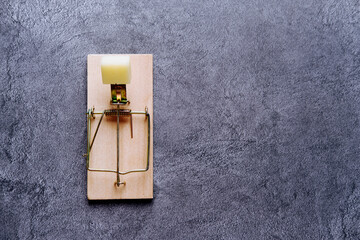 Cheese in a mousetrap on a gray background