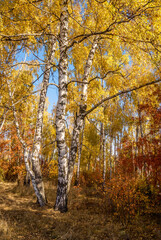 Obraz premium Golden fall. Silver Birch (Betula pendula) in deciduous forest in Central Russia