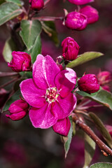 Flowers of Crabapple (Malus 'Selkirk')