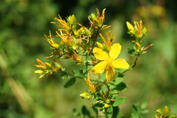 Johanniskraut auf Bergwiese / St John`s Wort