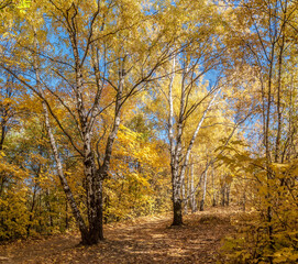Fototapeta premium Golden fall. Silver Birch (Betula pendula) in deciduous forest in Central Russia