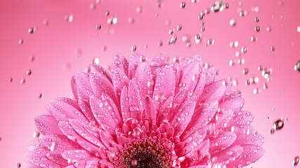 Beautiful colored gerbera daisy with water drops falling. Super slow motion shot at 1000 fps - Powered by Adobe
