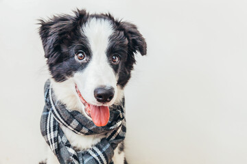 Fototapeta premium Funny studio portrait of cute smiling puppy dog border collie wearing warm clothes scarf around neck isolated on white background. Winter or autumn portrait of little dog.