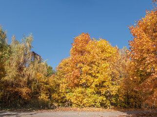 Golden fall. Norway Maple (Acer platanoides) in deciduous forest, Central Russia