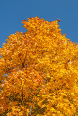Golden fall. Norway Maple (Acer platanoides) in deciduous forest, Central Russia