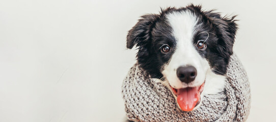 Funny studio portrait of puppy dog border collie wearing warm clothes scarf around neck isolated on white background. Winter or autumn portrait of little dog, copy space banner