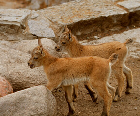 little baby goats on field in spring
