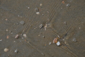 Kleine Muscheln liegen auf dem Sand und bilden kleine Wellen in das flache Wasser am Meeresufers. Die Sonne lässt das Wasser an manchen Stellen glitzern. 