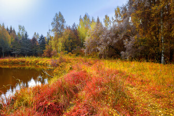 Fototapeta premium Autumn natural background. The shore of a forest lake, overgrown with grass in autumn red and yellow shades.