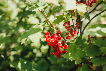 Ripe red currants, berries hanging on a bush in the garden close-up.