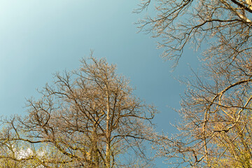 The beginning of spring - deciduous buds on trees.