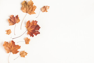 Autumn composition. Dried maple leaves on white background. Autumn, fall, thanksgiving day concept. Flat lay, top view