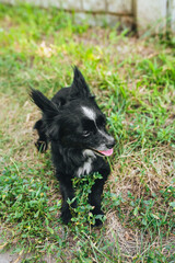 A small black-and-white purebred dog, a mongrel with long hair, lies on the grass and rests from the summer heat in nature, sticking out his tongue.