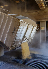 Unloading wheat at the Dufur, Oregon Elevator