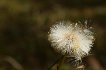 Pusteblume
