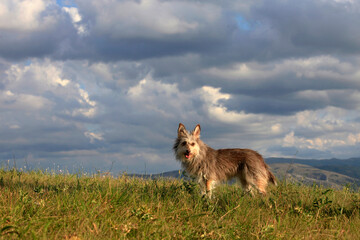 Fototapeta na wymiar Cute fluffy dog in nature against the background of mountains, sky and clouds