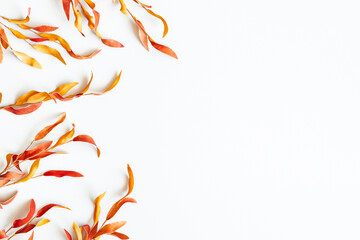 Autumn composition. Red leaves on white background. Autumn, fall, thanksgiving day concept. Flat lay, top view