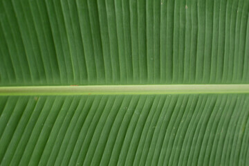 Close-up Banana leaf.