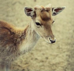 sika deer (lat. Cervus nippon) doe