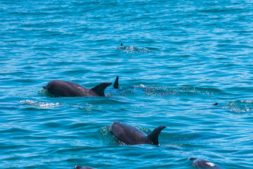 Obraz premium Pod of Dolphins in Bay of Islands, New Zealand
