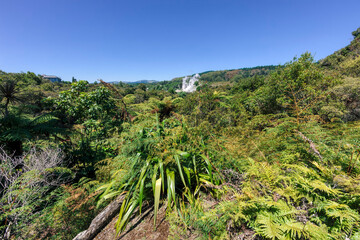 Obraz premium Green landscape with Pohutu Geyser in the distant
