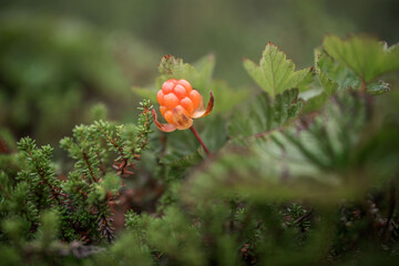 Arctic raspberries. Marsh amber. Cloudberry.