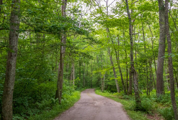 Scenic summer landscape in Wilbour Woods, Rhode Island