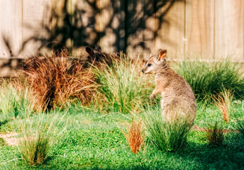 Wallaby on field © amelie