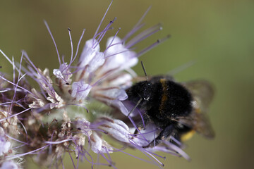 Bumblebee (Bombus terrestris) foraging on phacelia flower