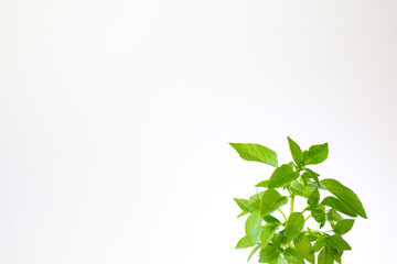 Basil plant isolated on white background. text