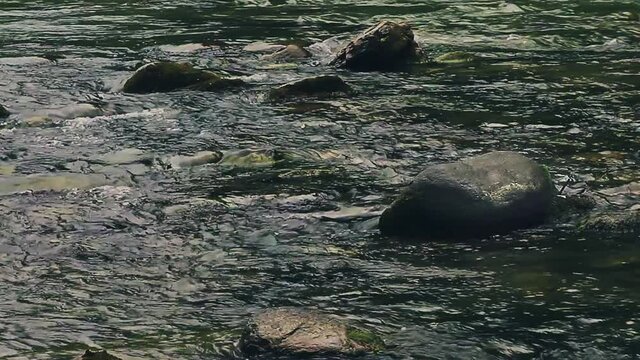 Wildes Gebirgswasser in Gr&uuml;nt&ouml;nen mit Steinen