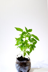 Basil plant in pot isolated on white background copy space