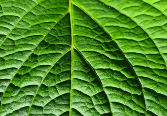 Close Up Leaf