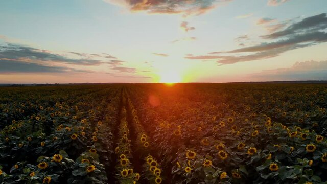Flight over the sunflower field in sunset.4k Beautiful fields sunflowers sky background flight over sunny day