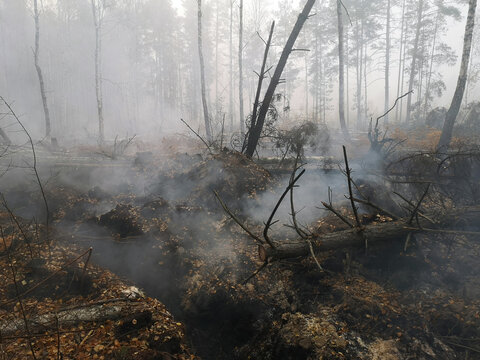 Peatlands are on fire. Forest fire and its consequences