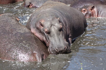 TANZANIA - SERENGETI - HIPPOS.