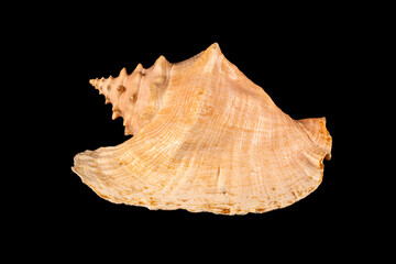 Sea shell isolated on a black background. Beautiful seashell