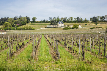 Fototapeta na wymiar Famous Vineyard of Saint-Emilion. This vineyard make up the first vineyards in the world to award the title of 'Cultural Landscape' by UNESCO. Saint-Emilion, Gironde, Aquitaine, France, Europe.