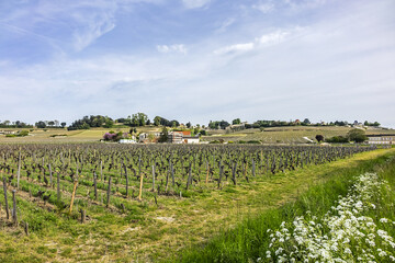 Fototapeta na wymiar Famous Vineyard of Saint-Emilion. This vineyard make up the first vineyards in the world to award the title of 'Cultural Landscape' by UNESCO. Saint-Emilion, Gironde, Aquitaine, France, Europe.